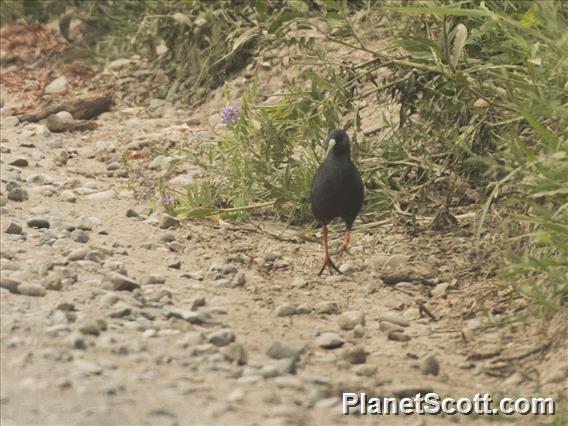 Plumbeous Rail (Pardirallus sanguinolentus)