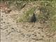 Plumbeous Rail (Pardirallus sanguinolentus)