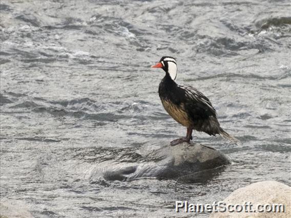 Torrent Duck (Merganetta armata)