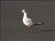 Brown-hooded Gull (Chroicocephalus maculipennis) - 1st Alternate