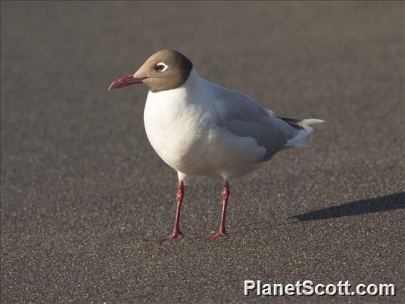 Brown-hooded Gull (Chroicocephalus maculipennis)