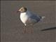 Brown-hooded Gull (Chroicocephalus maculipennis) - Breeding