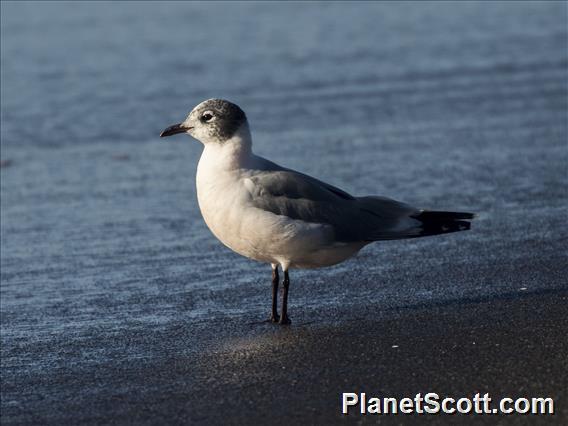 Franklin's Gull (Leucophaeus pipixcan)