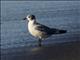 Franklins Gull (Leucophaeus pipixcan)