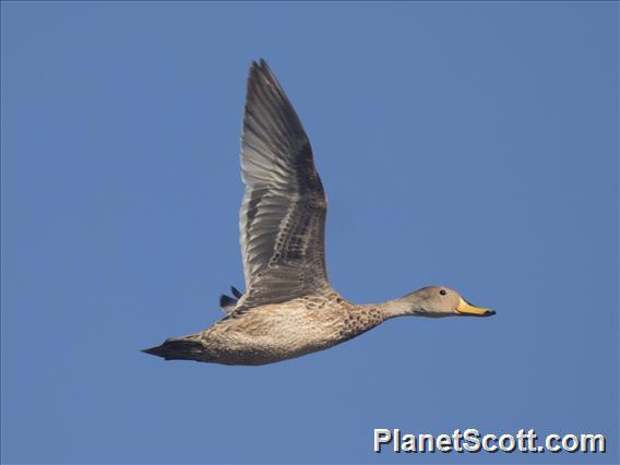 Yellow-billed Pintail (Anas georgica)