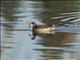 Chiloe Wigeon (Mareca sibilatrix) - Female