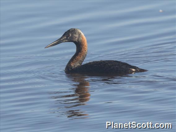 Great Grebe (Podiceps major)