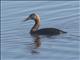 Great Grebe (Podiceps major)