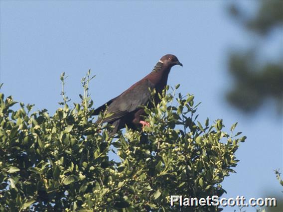 Chilean Pigeon (Patagioenas araucana)