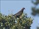 Chilean Pigeon (Patagioenas araucana)