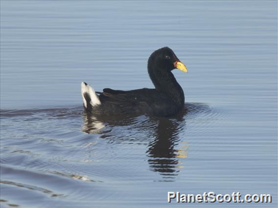 Red-fronted Coot (Fulica rufifrons)