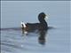 Red-fronted Coot (Fulica rufifrons)