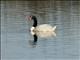 Black-necked Swan (Cygnus melancoryphus)