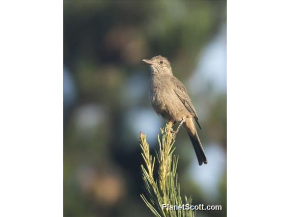 Great Shrike-Tyrant (Agriornis lividus)