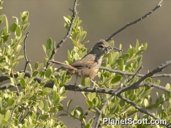 Dusky-tailed Canastero (Pseudasthenes humicola)