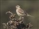 Chilean Mockingbird (Mimus thenca)