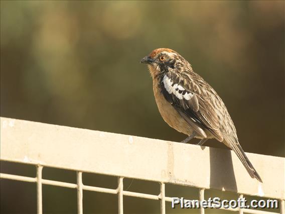 Rufous-tailed Plantcutter (Phytotoma rara)