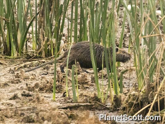 Coypu (Myocastor coypus)