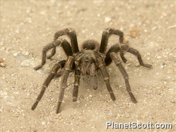 Euathlus Tarantula (Euathlus ssp)