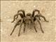 Euathlus Tarantula (Euathlus ssp)