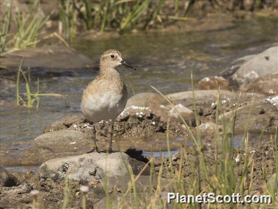 Baird's Sandpiper (Calidris bairdii)