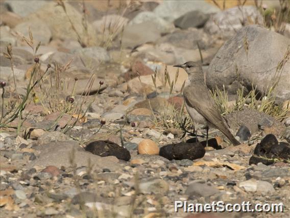 Cinereous Ground-Tyrant (Muscisaxicola cinereus)