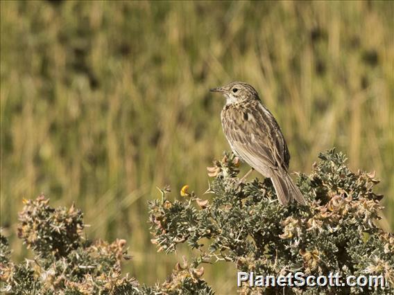 Correndera Pipit (Anthus correndera)