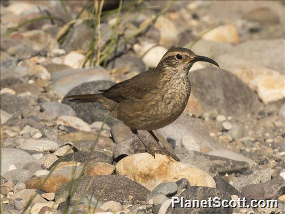 Scale-throated Earthcreeper (Upucerthia dumetaria)