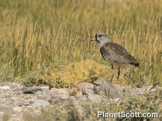 Southern Lapwing (Vanellus chilensis)