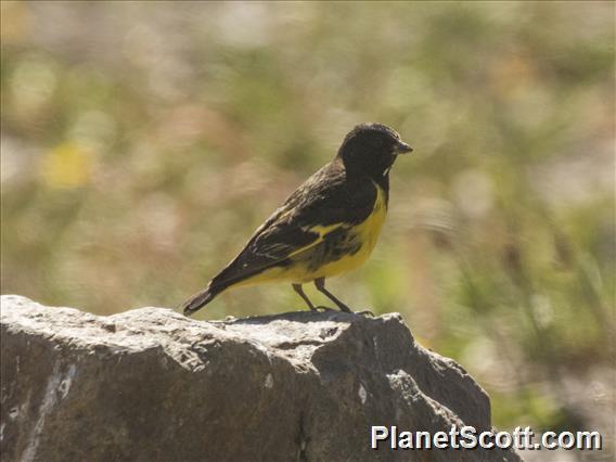 Yellow-rumped Siskin (Spinus uropygialis)