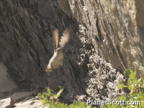 White-sided Hillstar (Oreotrochilus leucopleurus)