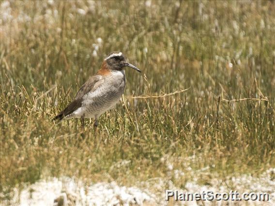 Diademed Sandpiper-Plover (Phegornis mitchellii)