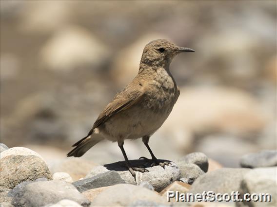 Creamy-rumped Miner (Geositta isabellina)