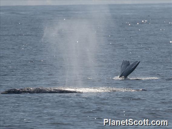 Gray Whale (Eschrichtius robustus)