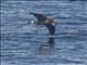 Black-footed Albatross (Phoebastria nigripes)