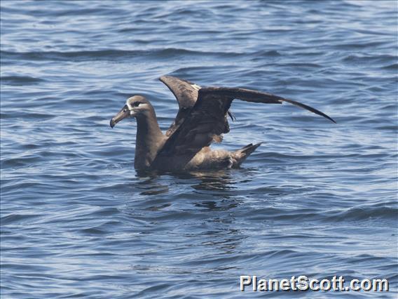 Black-footed Albatross (Phoebastria nigripes)