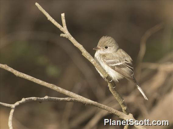 Least Flycatcher (Empidonax minimus)