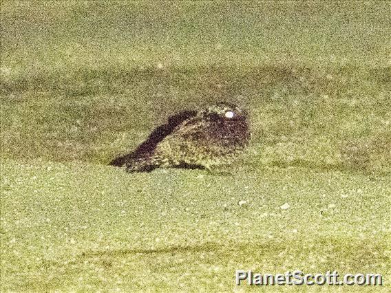 Common Poorwill (Phalaenoptilus nuttallii)