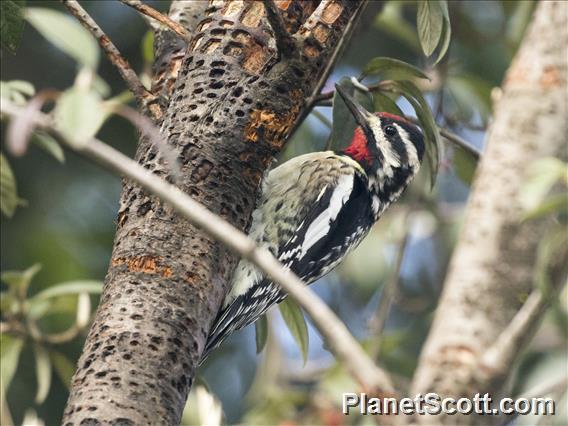 Yellow-bellied Sapsucker (Sphyrapicus varius)