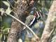 Yellow-bellied Sapsucker (Sphyrapicus varius)