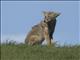 Coyote (Canis latrans)