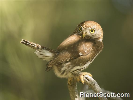 Northern Pygmy-Owl (Glaucidium gnoma)