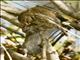 Northern Pygmy-Owl (Glaucidium gnoma)