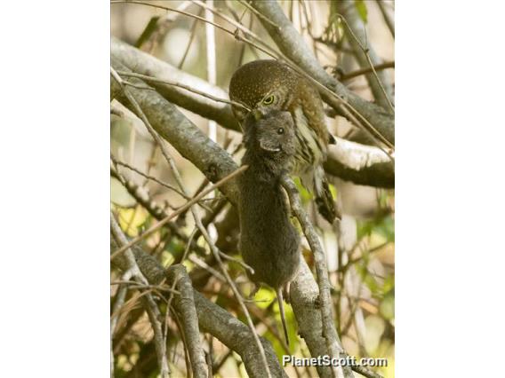 California Vole (Microtis californicus)