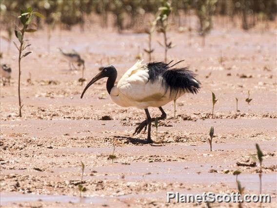 Madagascar Sacred Ibis (Threskiornis bernieri)