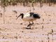 Malagasy Sacred Ibis (Threskiornis bernieri)
