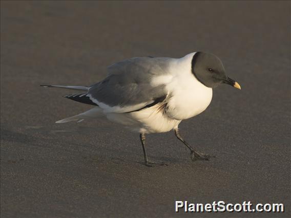 Sabine's Gull (Xema sabini)