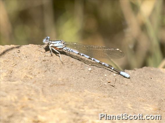 Emma's Dancer (Argia emma)