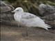 Glaucous Gull (Larus hyperboreus)