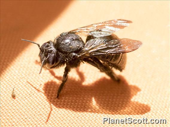 Carpenter Bee ( Xylocopa ssp)